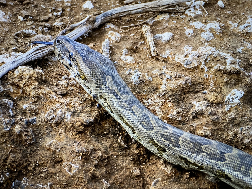 Southern African Python from Central, BW on June 03, 2022 at 02:39 PM ...