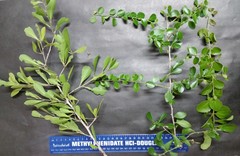 Gymnosporia maranguensis