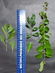 Gymnosporia maranguensis