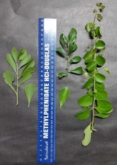 Gymnosporia maranguensis