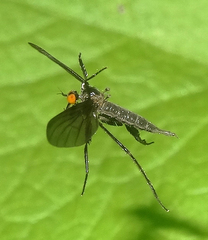 Rhamphomyia longicauda