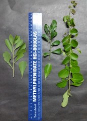 Gymnosporia maranguensis