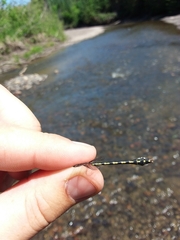 Ophiogomphus carolus