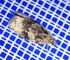 Apotomis lineana