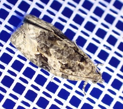 Apotomis lineana