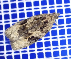 Apotomis lineana