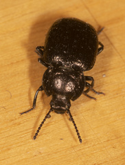 Adelium abbreviatum