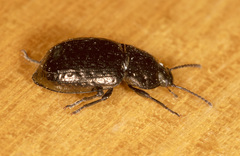 Adelium abbreviatum