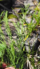 Thesium rostratum