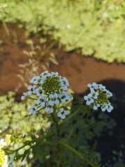 Nasturtium microphyllum