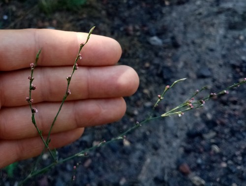 Bellard's smartweed (Polygonum patulum)
