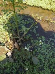 Nasturtium microphyllum