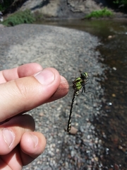 Ophiogomphus carolus