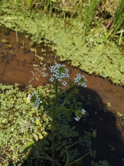Nasturtium microphyllum