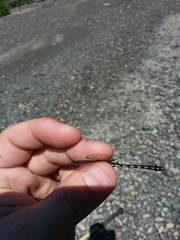 Ophiogomphus carolus