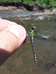 Ophiogomphus carolus