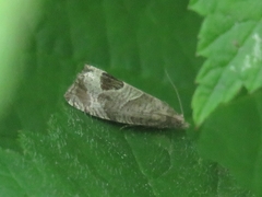 Notocelia uddmanniana