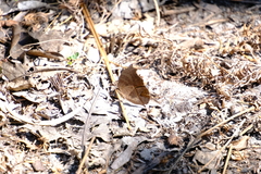 Junonia artaxia