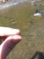 Ophiogomphus carolus