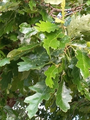 Quercus petraea polycarpa