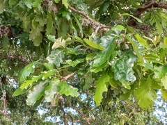 Quercus petraea polycarpa