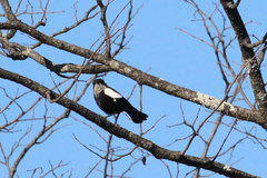 Myrmecocichla arnotti