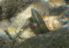 Stethojulis balteata