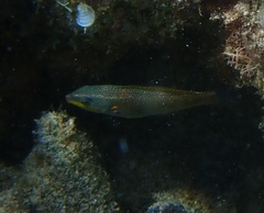 Stethojulis balteata