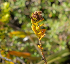 Veronica canterburiensis