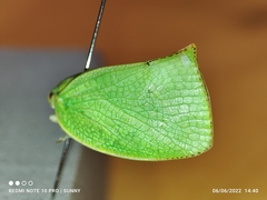 Phyllyphanta declivis