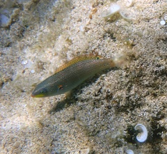 Stethojulis balteata