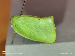 Phyllyphanta declivis