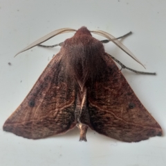 Drepanogynis villaria