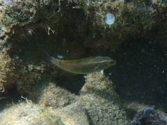 Stethojulis balteata
