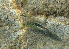 Oxycheilinus bimaculatus