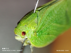 Phyllyphanta declivis