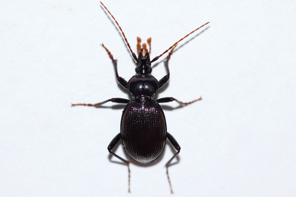Bilobed Snail-eating Beetle