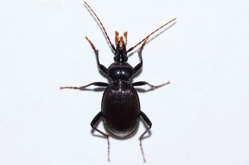Bilobed Snail-eating Beetle