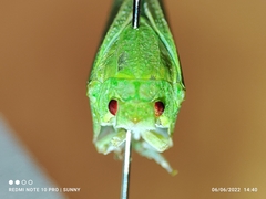 Phyllyphanta declivis