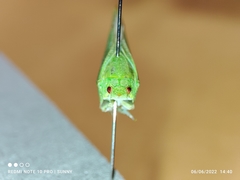 Phyllyphanta declivis