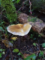 Pleurotus australis