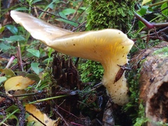 Pleurotus australis