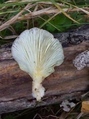 Pleurotus australis