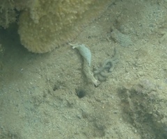 Plakobranchus ocellatus