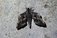 Phyllosphingia dissimilis