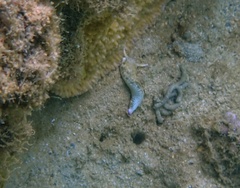Plakobranchus ocellatus