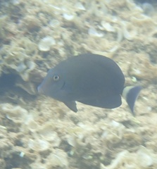 Acanthurus blochii