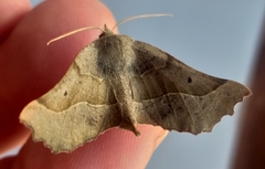 Drepanogynis determinata