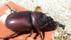 Oryctes nasicornis corniculatus