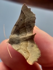 Drepanogynis determinata